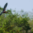 Ibis falcinelle dans le marais du Vigueirat